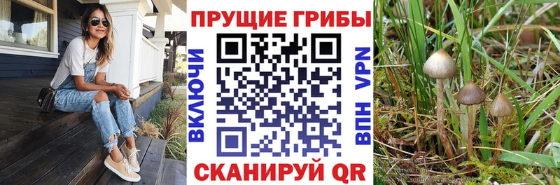 Галлюциногенные грибы Psilocybe  купить закладку  Далматово 
